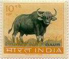 Buffalo - Symbol of 12th Jain Tirthanakar Vasupujya