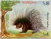Porcupine - Symbol of 14th Jain Tirthanakar Ananthanath